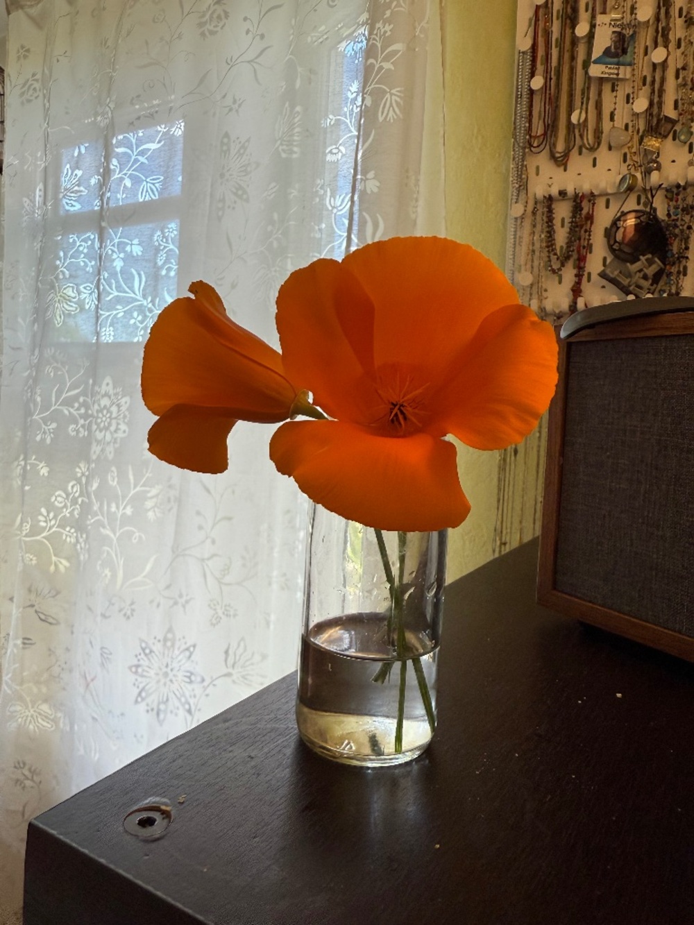 Meet your Posher, Paula